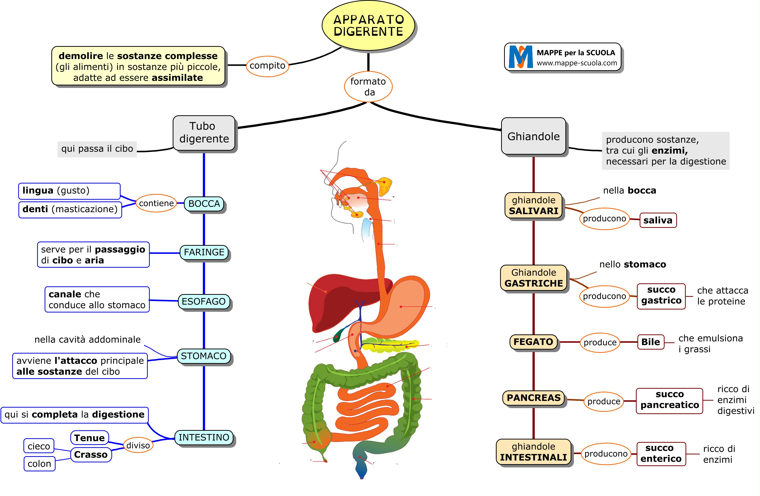 Mappa Concettuale Funzioni Dell Apparato Digerente Scuolissima Hot Sex Picture