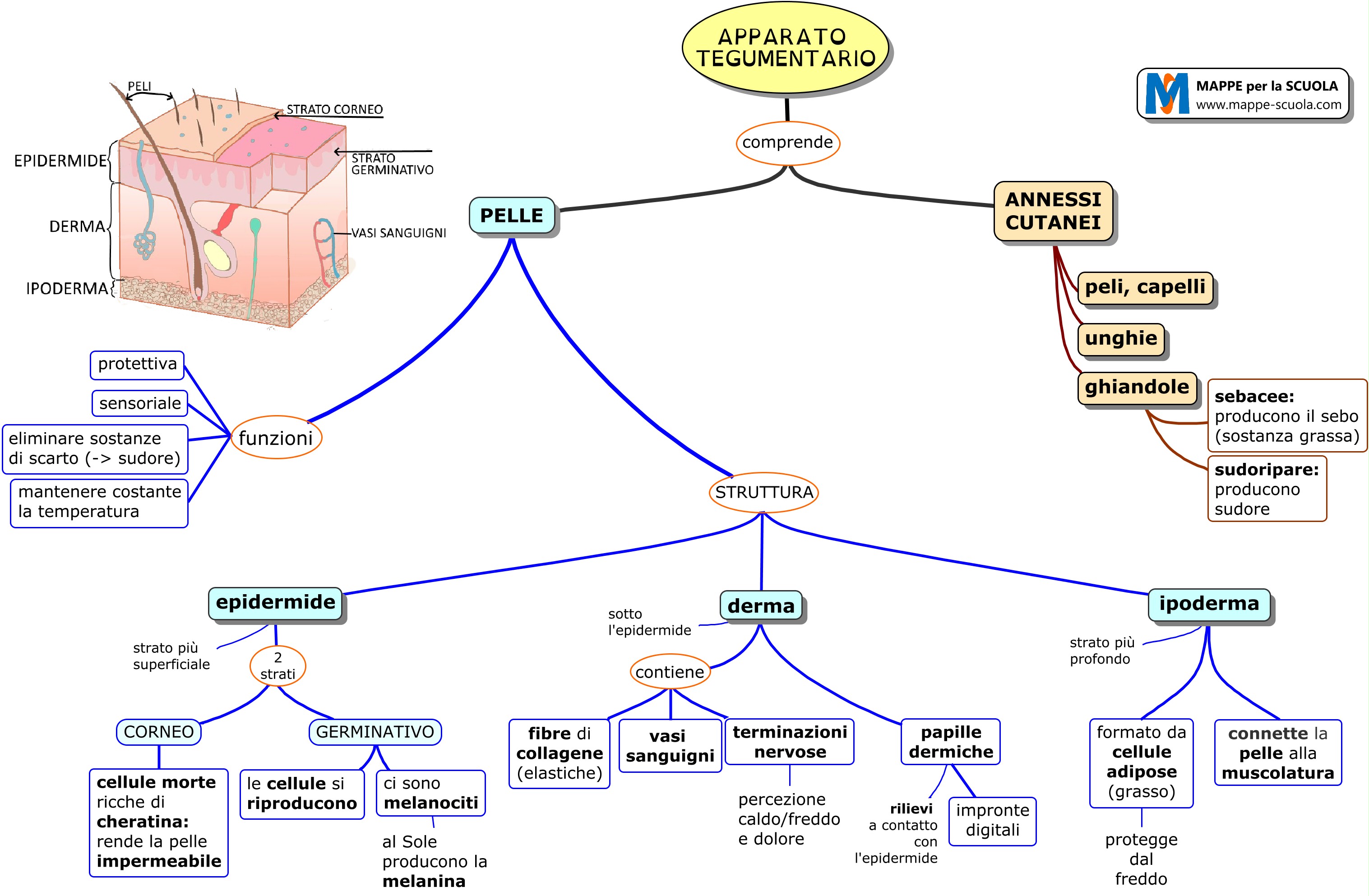 La Pelle Mappa Concettuale