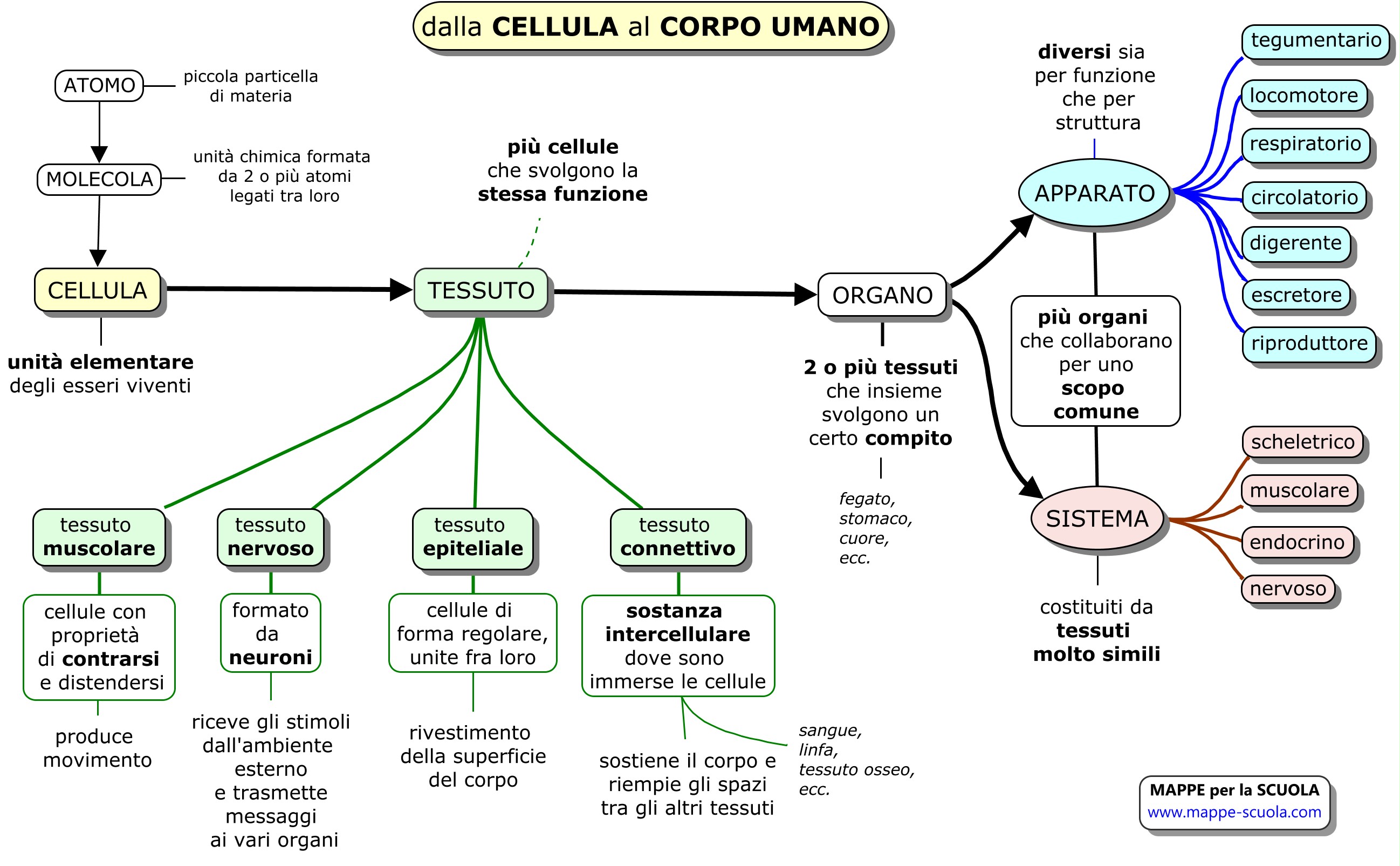 Mappe Per La Scuola Cellula Tessuti Organi Apparati E Sistemi