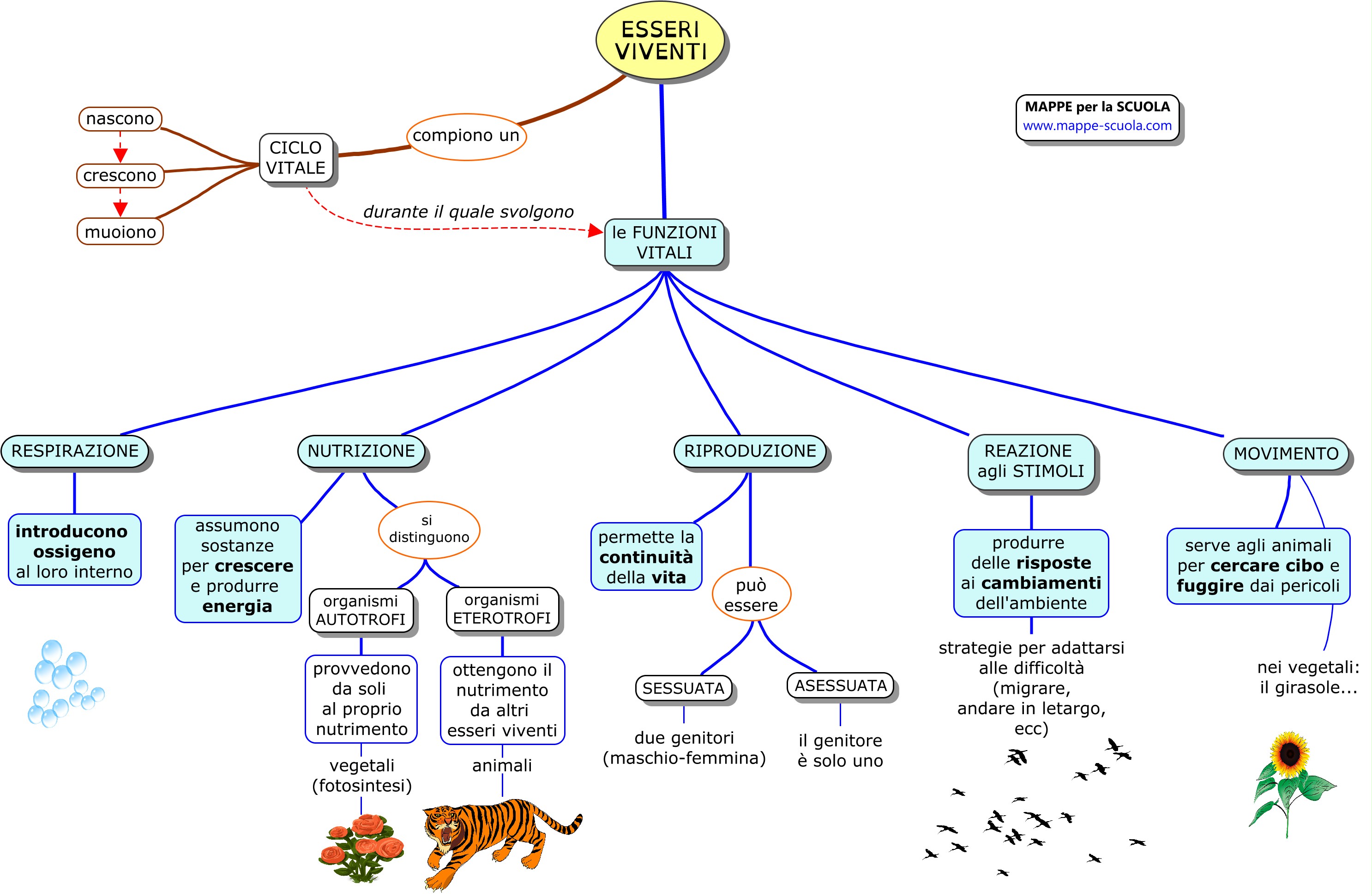 Mappe Per La Scuola Esseri Viventi