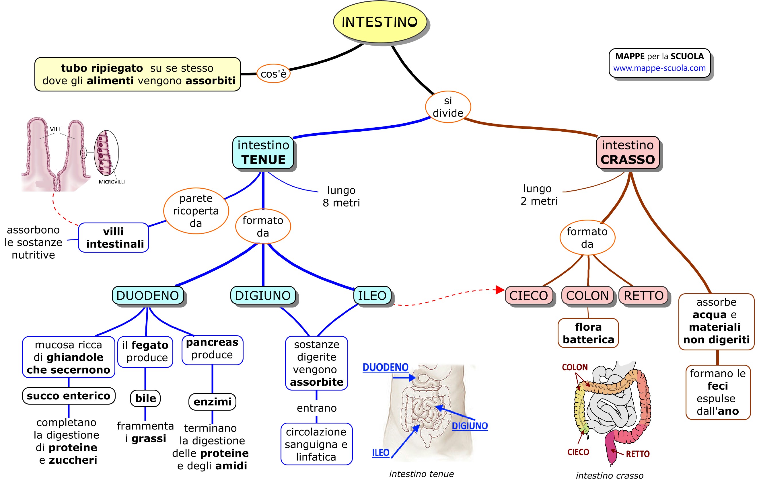 Mappe Per La Scuola Intestino Tenue E Crasso