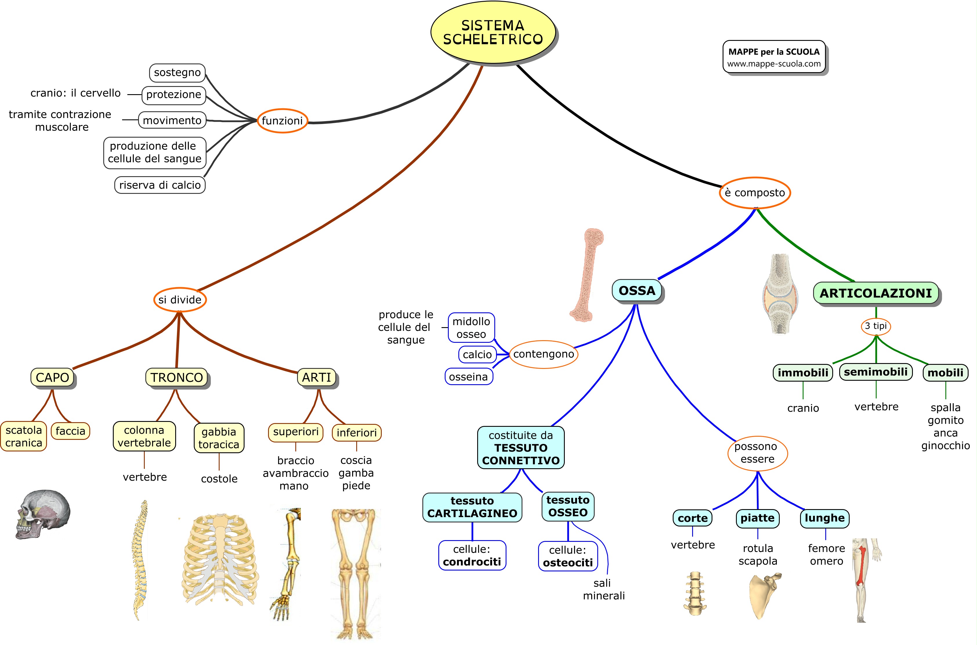 Mappe Per La Scuola Sistema Scheletrico