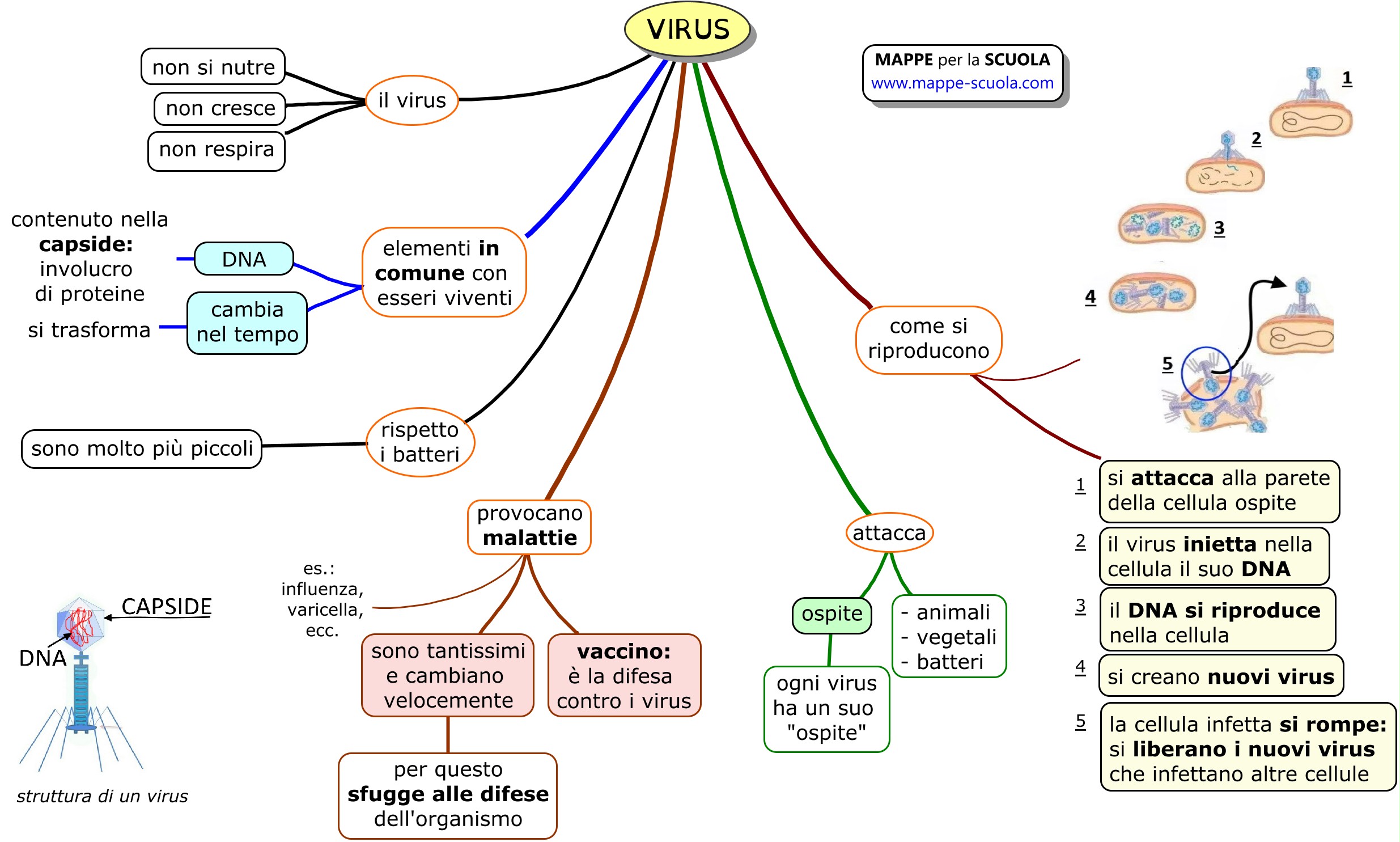 Mappe Per La Scuola Virus